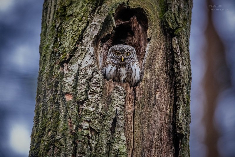 птицы, фотоохота, сова, сычик В темно-синем лесуphoto preview
