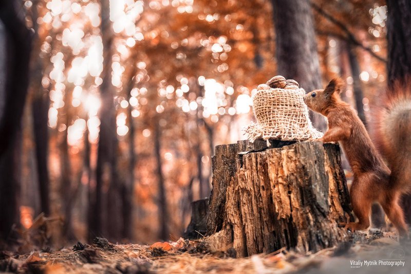 squirrel and nuts, squirrel, nuts, No People, Photography, Outdoors, Nature, Animal Wildlife, Animals In The Wild, Day, Animal Themes, autumn, forest, wildlife, squirrel and nutsphoto preview