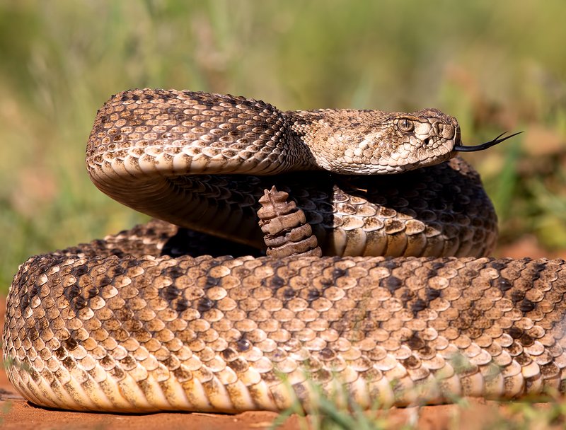 техасский гремучник, western diamondback rattlesnake, rattlesnake, змея, sneak, texas Техасский гремучник -Western diamondback rattlesnakephoto preview
