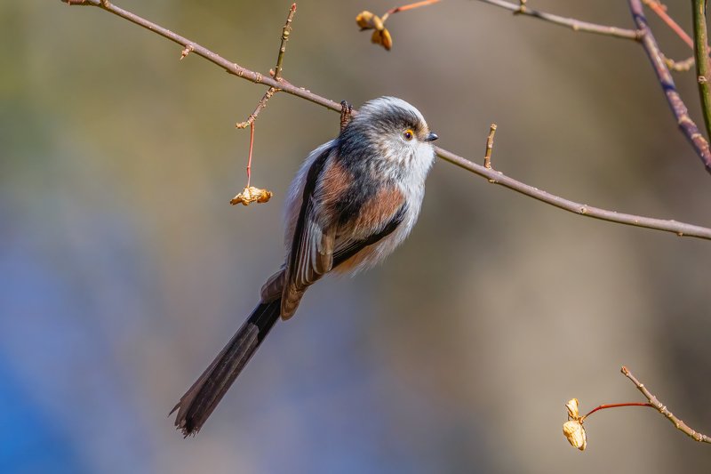 Длиннохвостая синица (Aegithalos caudatus)...photo preview
