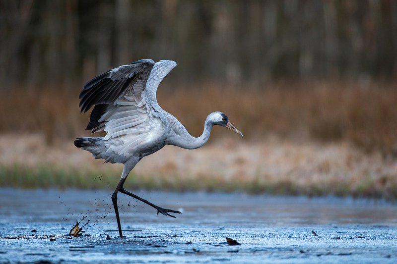 Morning walkphoto preview