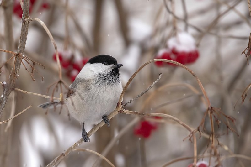 Буроголовая гаичка, пухлякphoto preview