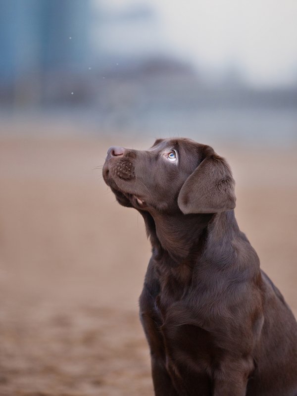 животные, ретривер, щенок, зима скоро, мечтатель, чувство, легкая грусть Мечтательphoto preview