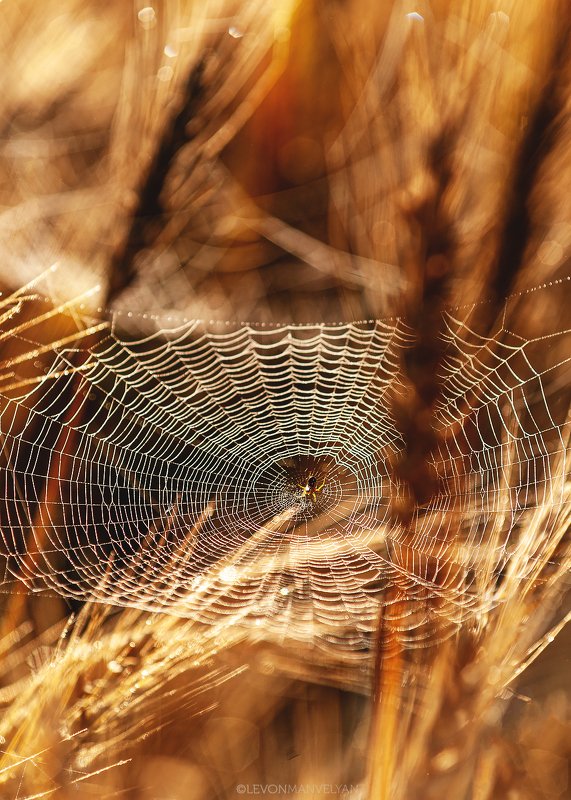 Паук, Паутина, Лето, Поле, Желтый, Орха Ловушкаphoto preview
