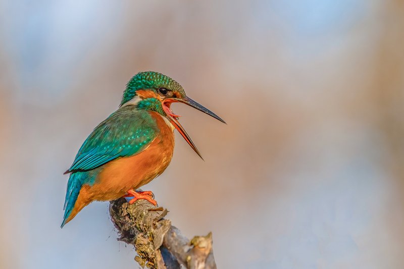 Kingfisher....photo preview