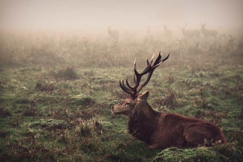 King of the Hillphoto preview