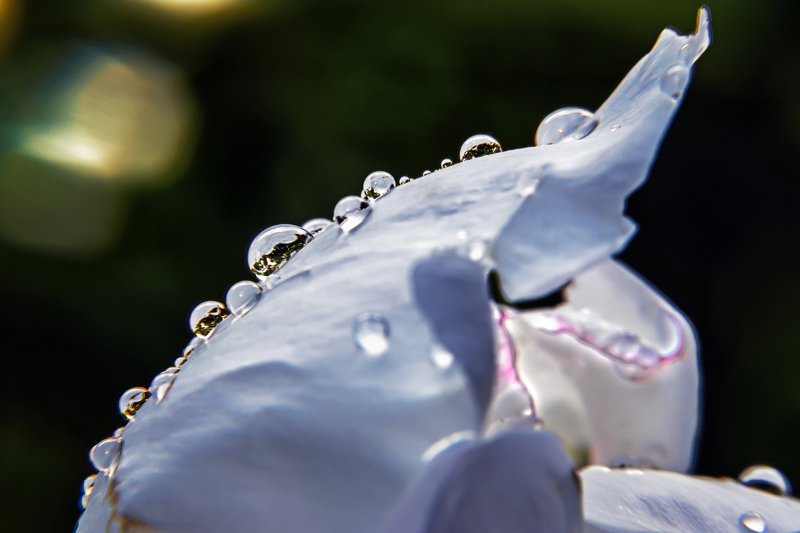 Капли росыphoto preview