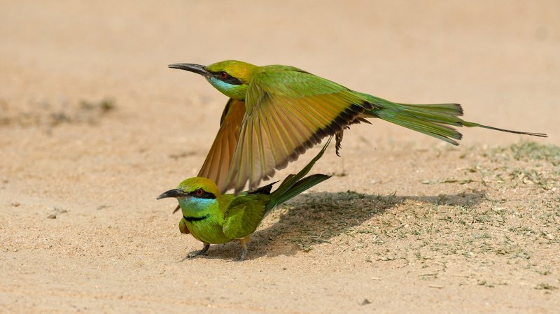 birds, wildlife, nature, green Fly byphoto preview