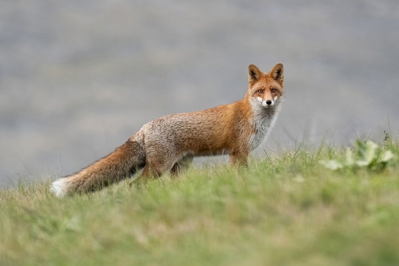 Обыкновеный лисphoto preview