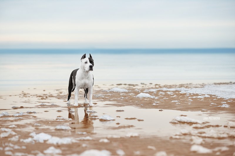 собака, зима, природа, залив photo preview