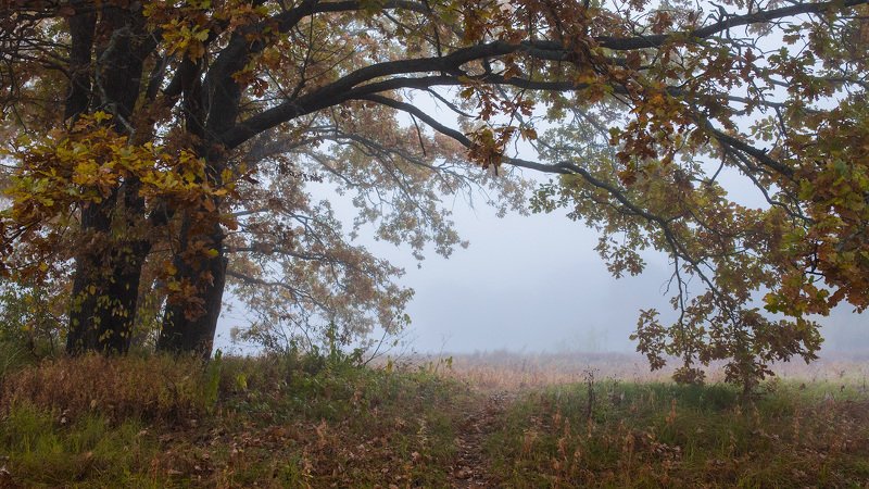 Осенние дубы фото превью