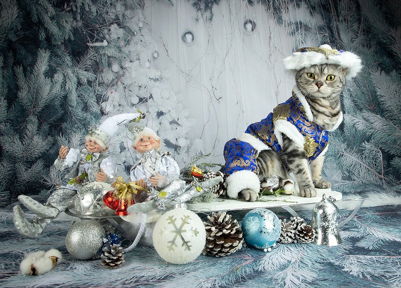 сat, кошка, животные, кошки,американский короткошерстный кот, american shorthair cat,  новый год, праздник Маркиз. Американский короткошерстный кот.photo preview