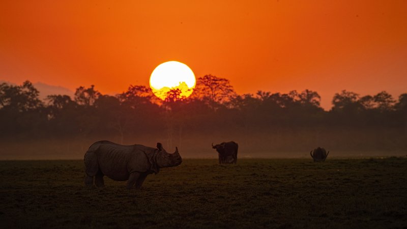 Rhino Sunset wild water buffaloes Kaziranga Rhino with Sunsetphoto preview