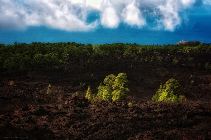 тенерифе, пейзаж, испания, канары, атлантический океан, сосны, деревья, пейзаж, канарские сосны Канарские сосныphoto preview