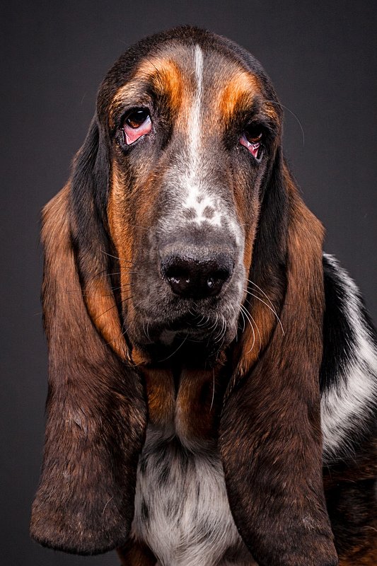 собака, студия, портрет, бассет Лолаphoto preview