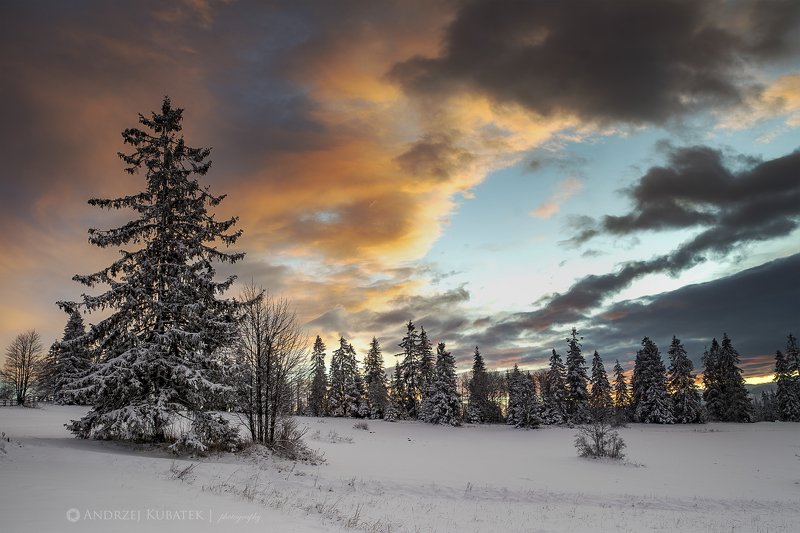 Tree guidephoto preview