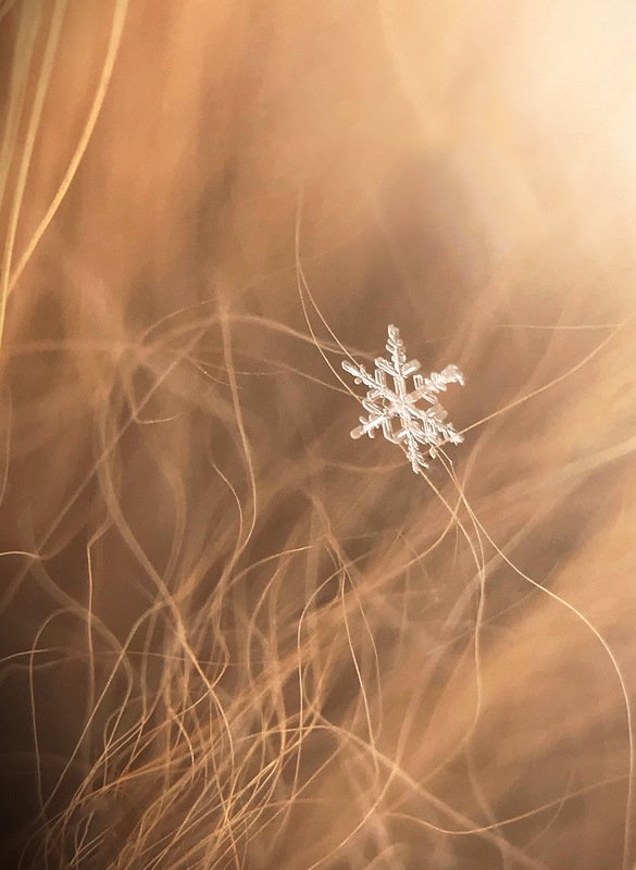 Рождественская красотаphoto preview