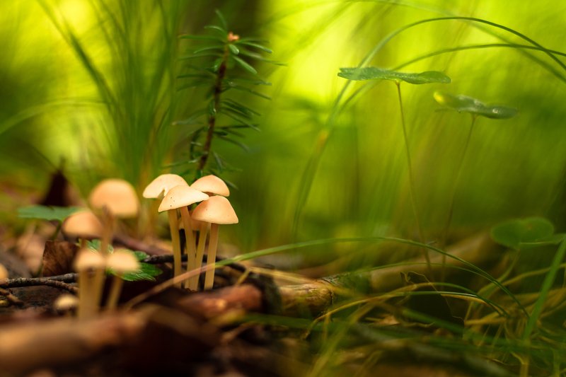 nature, macro, close up, fungi, mushroom, forest, nature, green fungi in the forestphoto preview