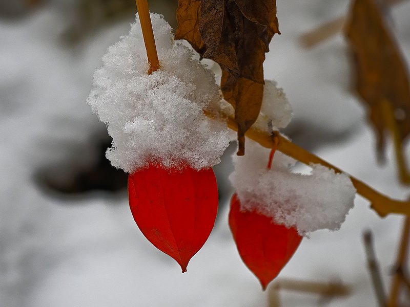 подснежник))photo preview