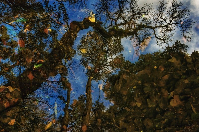 отражение, вода, деревья, листья,синтра, португалия Отражениеphoto preview