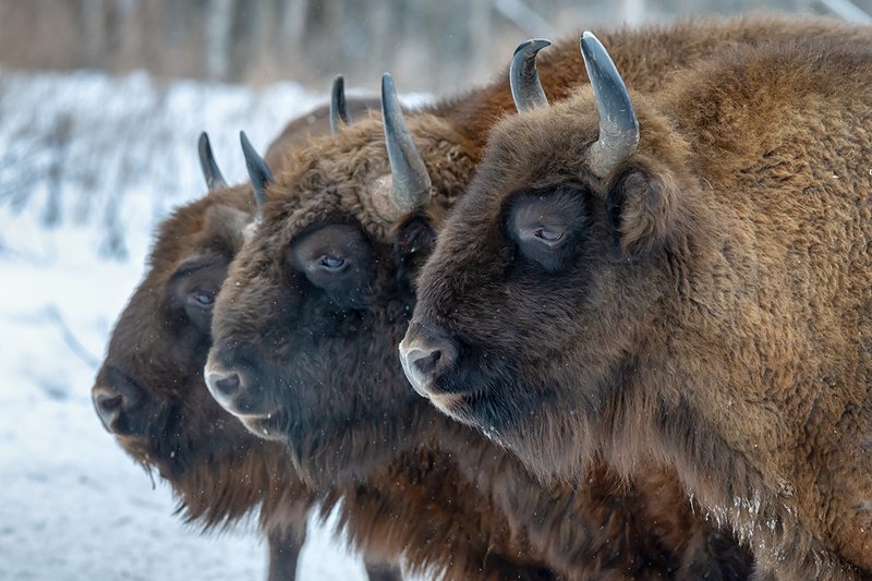 Зубр, Калужские засеки, заповедник, лес Три богатыряphoto preview