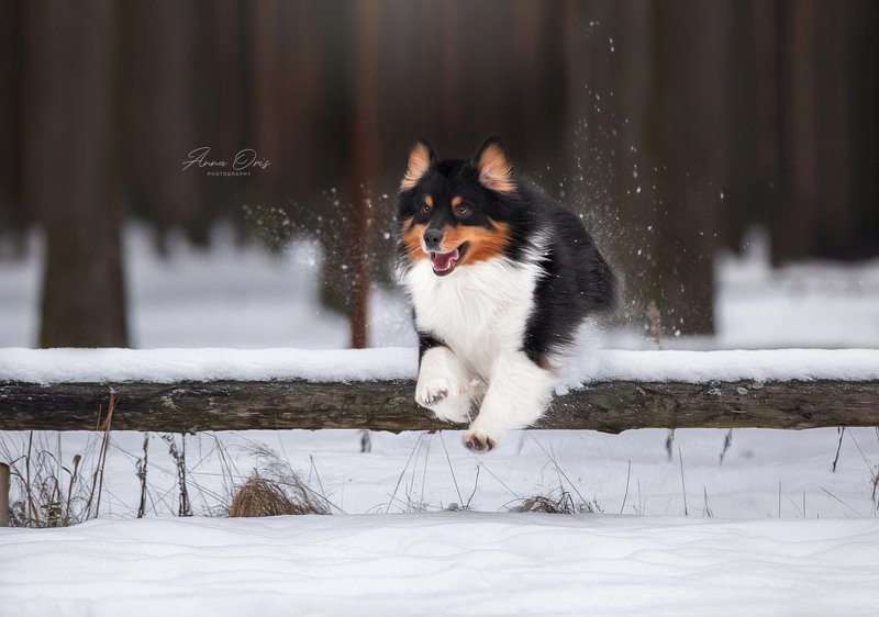 аусси австралийская овчарка зима игры прыжки  Красивый Джетphoto preview