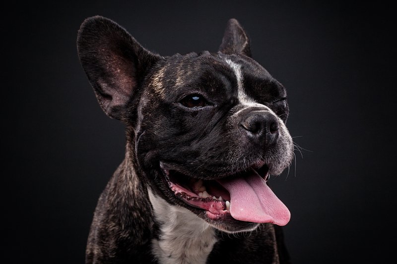 собака, портрет, студия, бульдог Оззиphoto preview