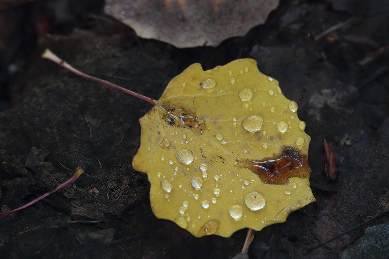 про осеньphoto preview