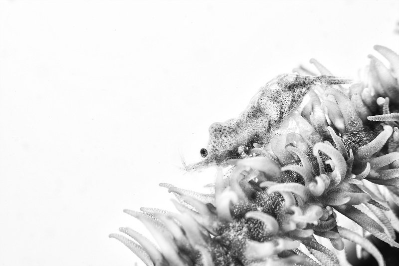 Snowwhitephoto preview