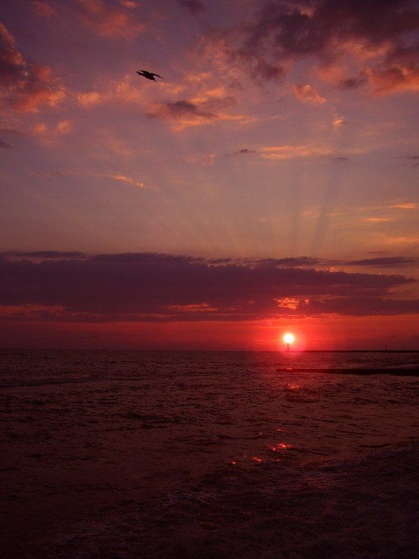 закат, море, сочи Розовый закат с чайкойphoto preview