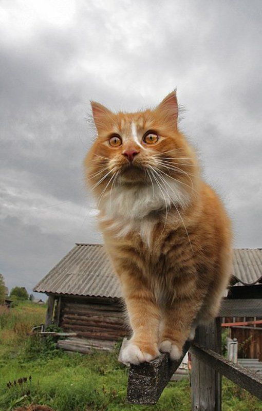 Охотникphoto preview