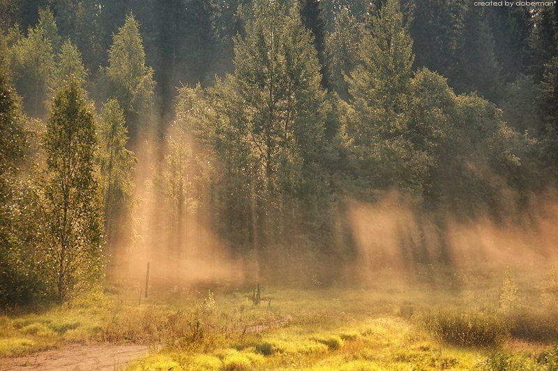 Золото, пролитое с небесphoto preview