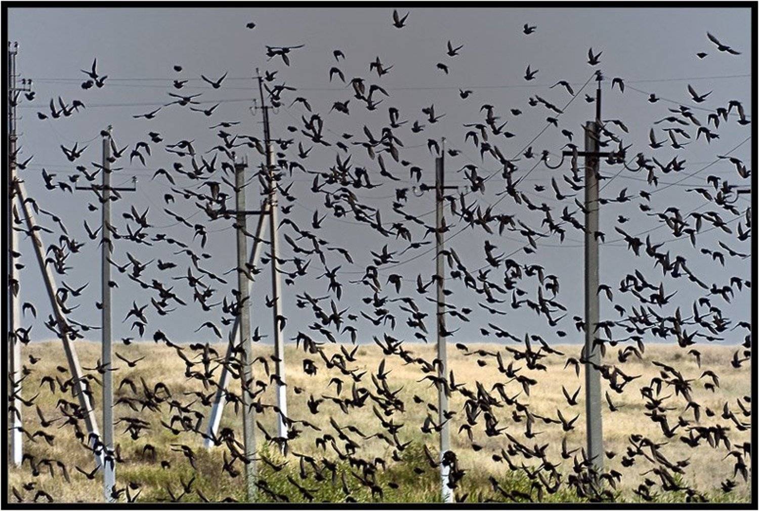 Птицы. Автор: Качурин Алексей птицы,стая, Качурин Алексей