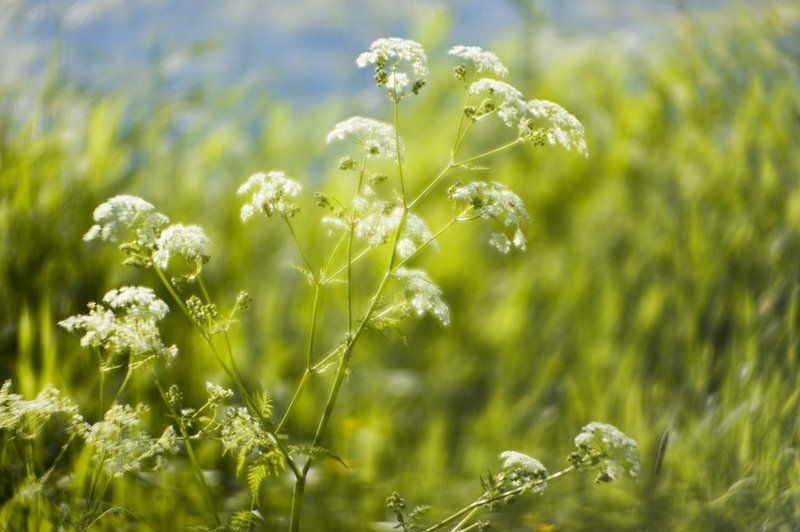 лето,зелень Летние шапочкиphoto preview