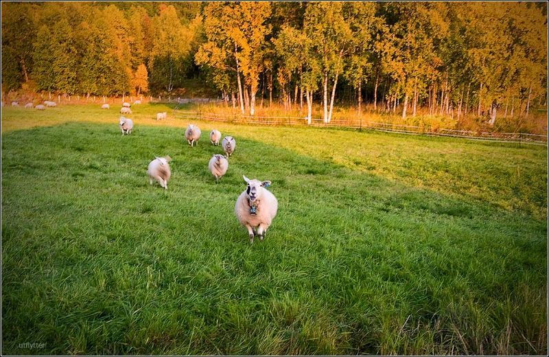 Пацаны, сниматься айда!photo preview