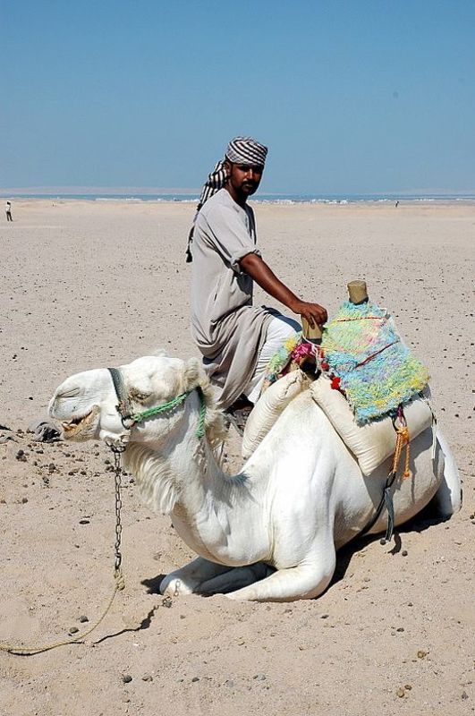 верблюд, пустыня обитатели пустыни1photo preview