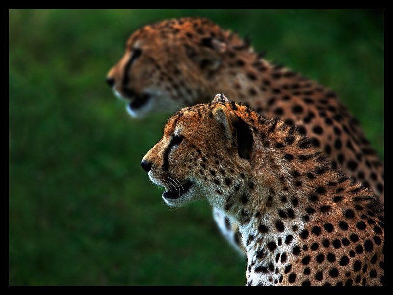 Братьяphoto preview