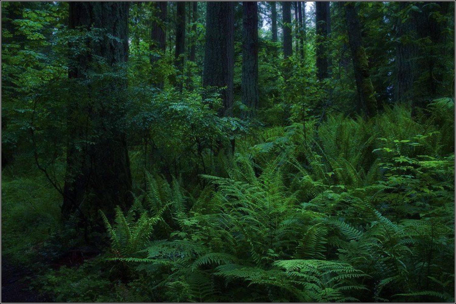 Сумерки природы. Автор: Alexandre Michourovskii , Alexandre Michourovskii