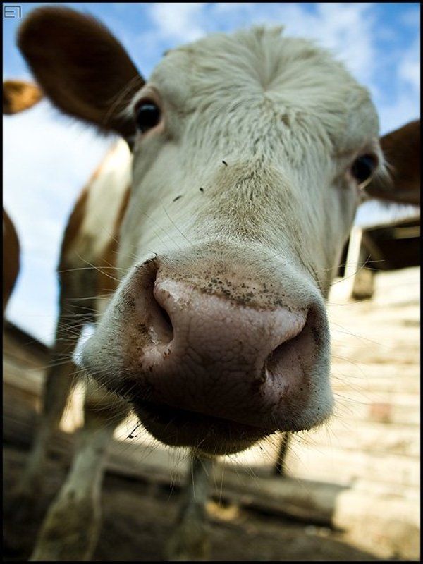 деревня, тёленок, бык Телёнокphoto preview