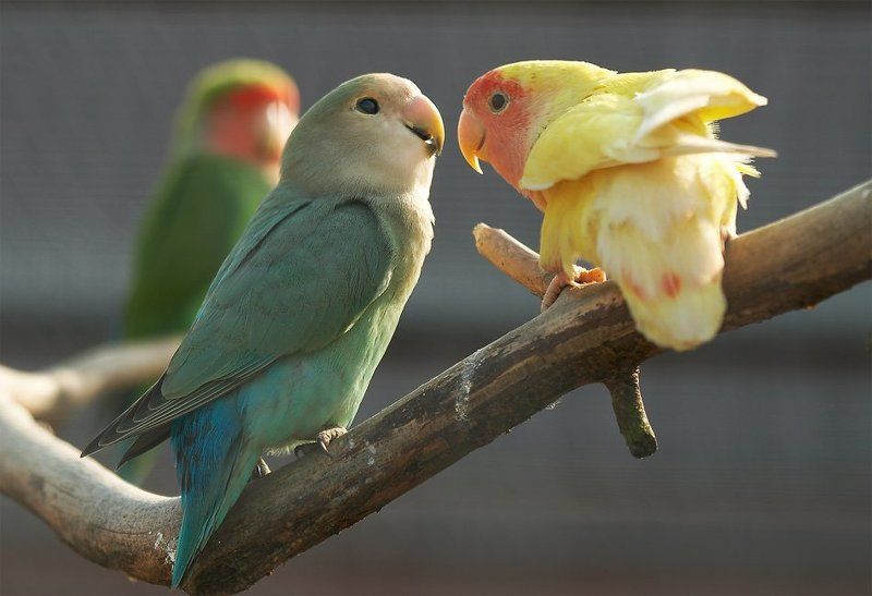 Болтушки фото превью