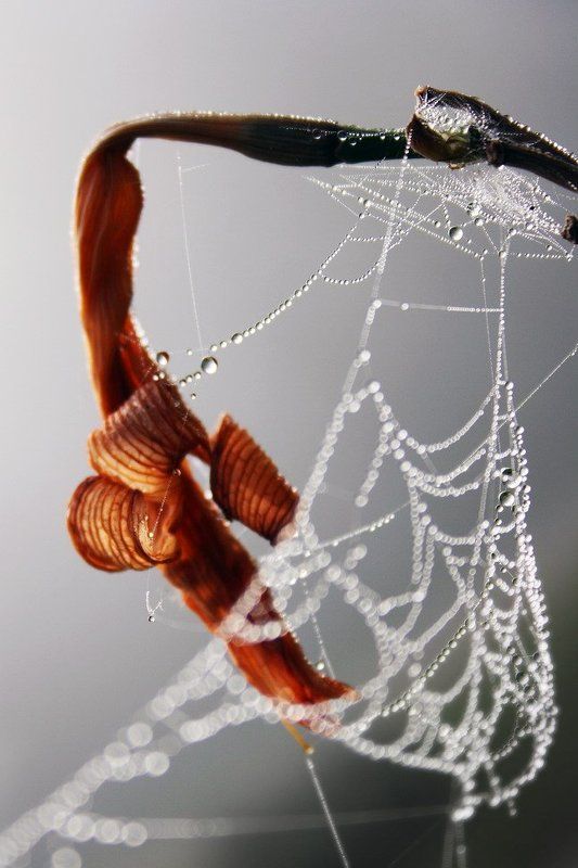 паутина,макро,осень,цветы,туман,утро,башкирия пробуждениеphoto preview