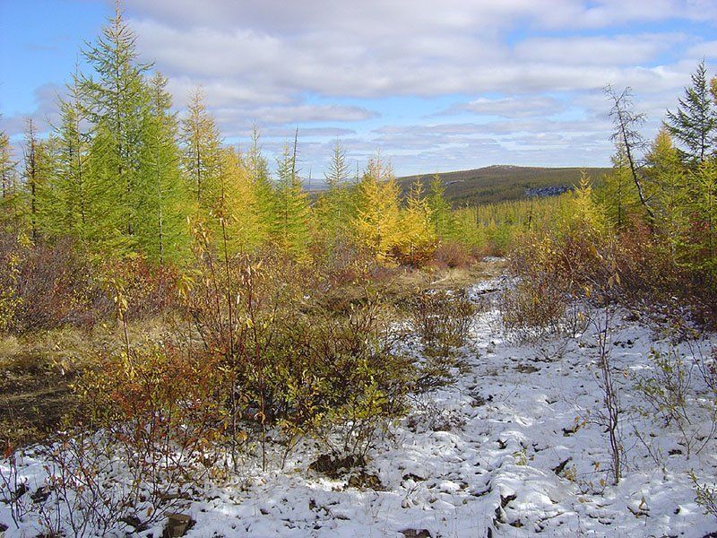 тайга,осень,снег Первый снегphoto preview