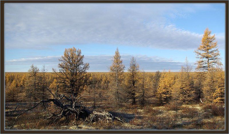 тайга,осень Последние краски осениphoto preview
