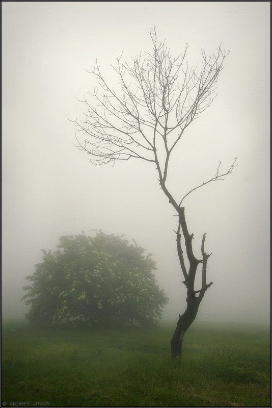 кавказ, пейзаж, туман Туман, туман.. фото превью