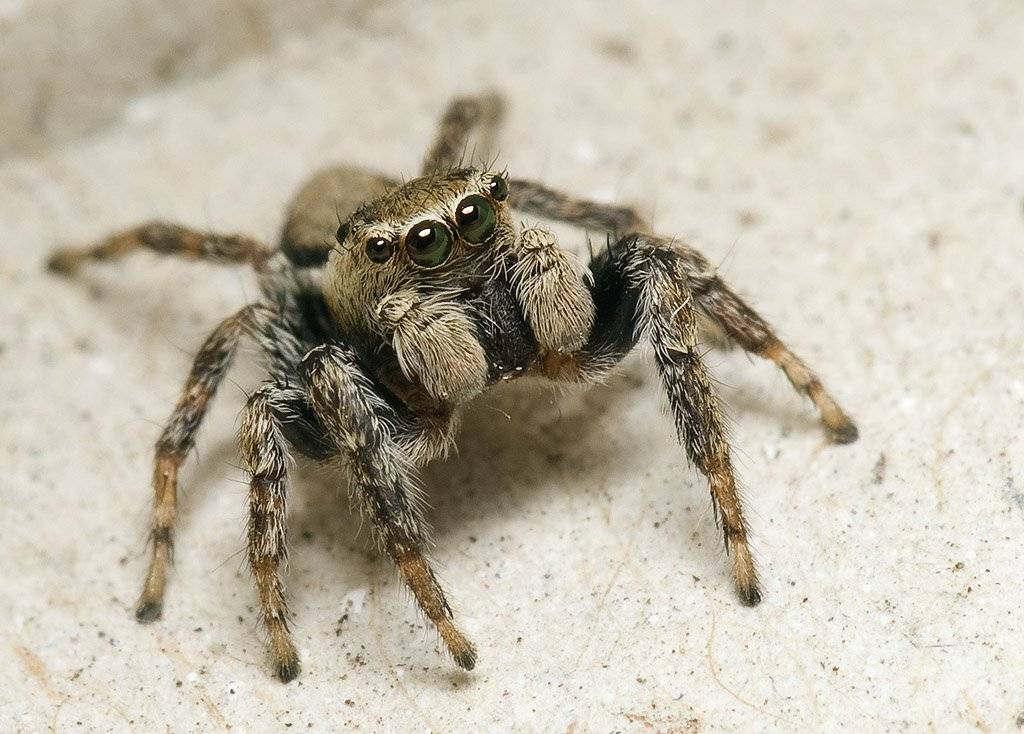 spider, паук-скакунчик, паук, макро, macro, Amazon-san