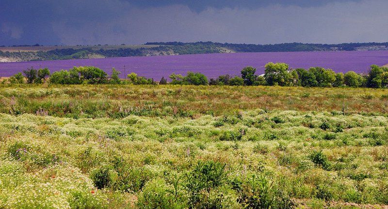 крым , гроза , лавнда Саваннаphoto preview
