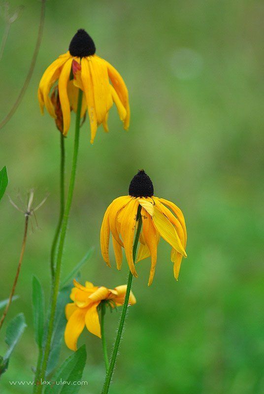 осень,краски,цветы,природа,осенние этюды краски Осени 2 фото превью