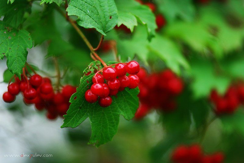 осень,краски,калина,природа,осенние этюды краски Осени 3 фото превью