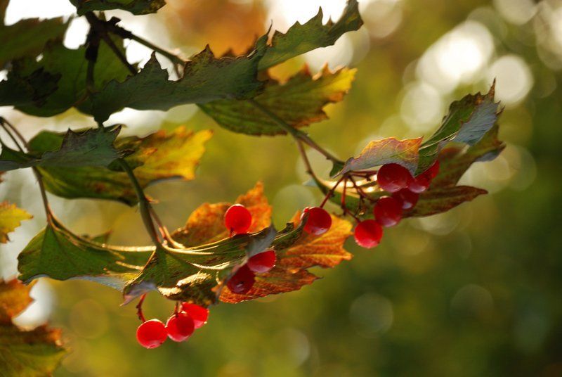 осень, калина, ягода Калина такаяphoto preview