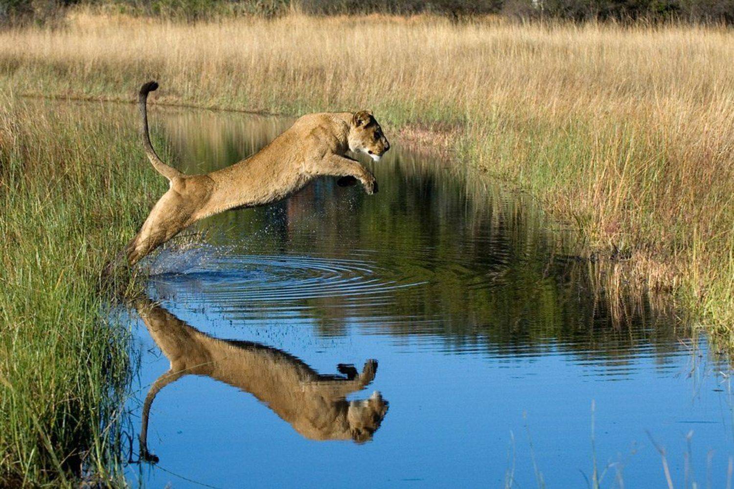 лев, горшков, gorshkov, Sergey Gorshkov